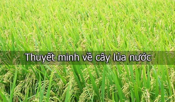 Bài Văn Thuyết Minh Về Cây Lúa Của Học Sinh Giỏi Lớp 8, 9