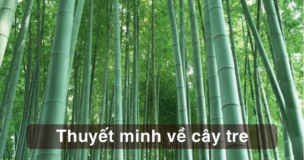Văn thuyết minh cây tre Việt Nam sẽ giúp bạn khám phá về một loài cây quen thuộc và đặc biệt của Việt Nam. Hãy cùng khám phá ảnh liên quan đến từ khóa này và tìm hiểu thêm về các giá trị của cây tre trong văn hóa và kinh tế của đất nước Việt Nam.