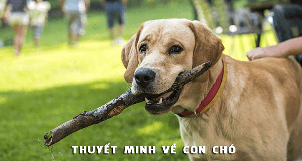Dàn Ý và Bài Văn Thuyết Minh Về Con Chó Nhà Em ( Văn 8, 9 )
